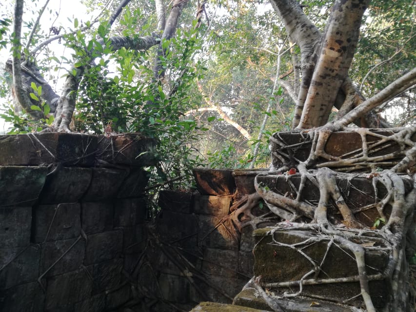 Angkor Temples Highlights Tour: 2 Days with Sunrise - Ta Prohm, where trees take over the ruins
