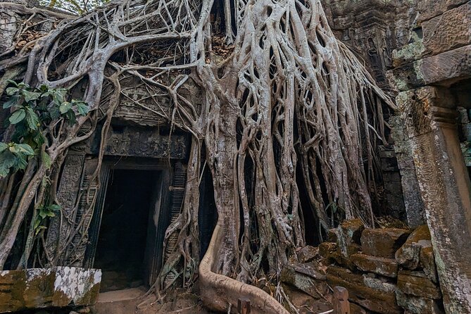 Angkor Wat Private Tuk-Tuk Tour (sunrise Option) & more - Ta Prohm, where trees frame the ruins