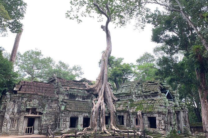 Angkor Wat Small Circuit & Sunset Tour - Ta Prohm, roots and movie fame