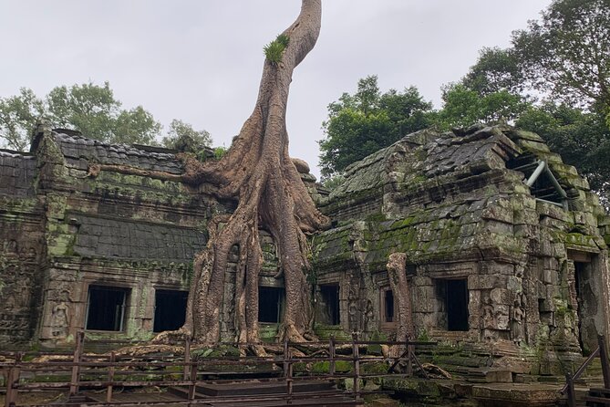 Angkor Wat Sunset TUK TUK Tour - Ta Prohm and the trees over the ruins