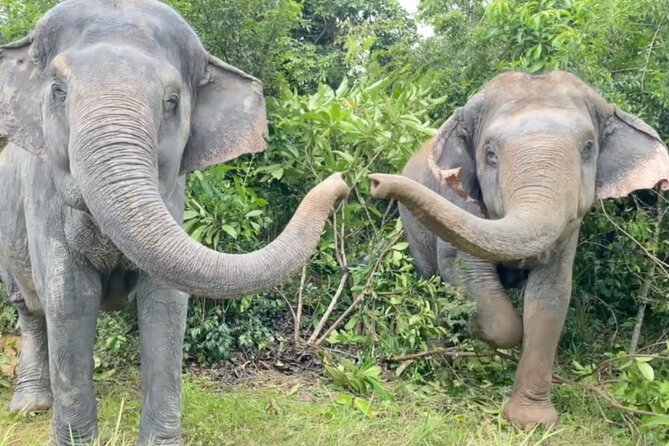 Angkor Wat Temples & Kulen Elephant Forest Day Tour - A full day that pairs temples with elephants