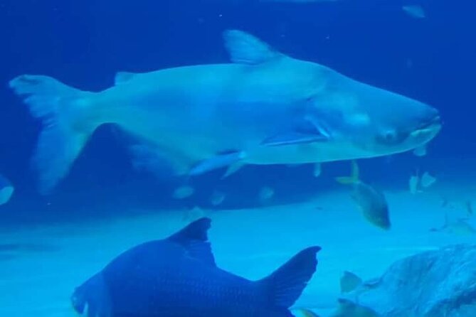 Angkor Wildlife & Aquarium Halfday tour - Why this makes a good break from Angkor Wat
