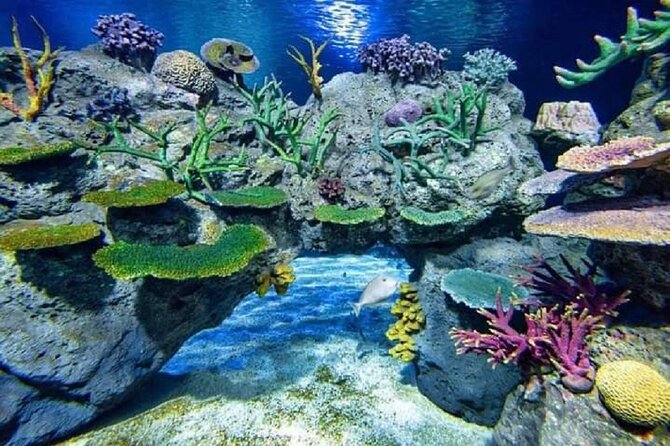 Angkor Wildlife & Aquarium Halfday tour - Reptiles, sun bears, and tigers
