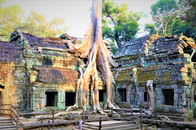 Angkor World Heritage with Sunrise - Small Group - Ta Prohm and the power of the jungle setting