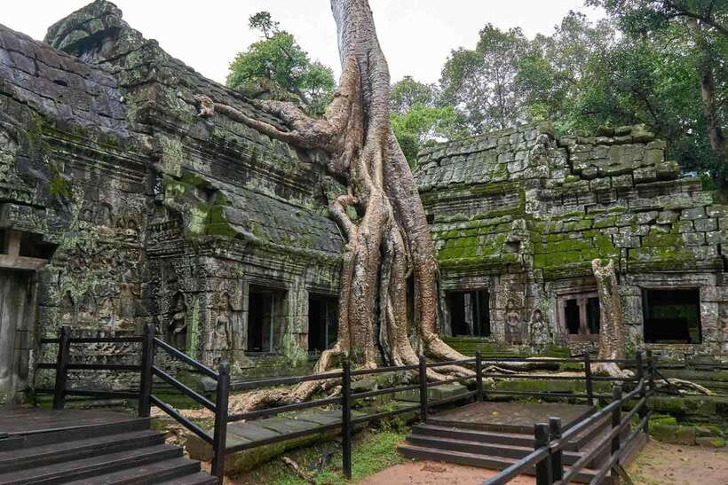 Angkor Zipline and Temple Tour with Sunset - Ta Prohm, where the forest takes over