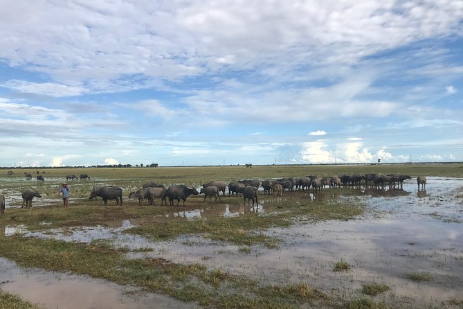 Authentic Cambodian Countryside Jeep Experience - Rice fields, gardens, ducks, and the ordinary work of the countryside