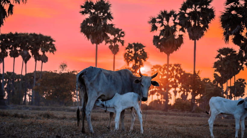 Authentic Siem Reap: Tuk Tuk Countryside and Sunset Tour - Why this countryside tour adds something to Siem Reap