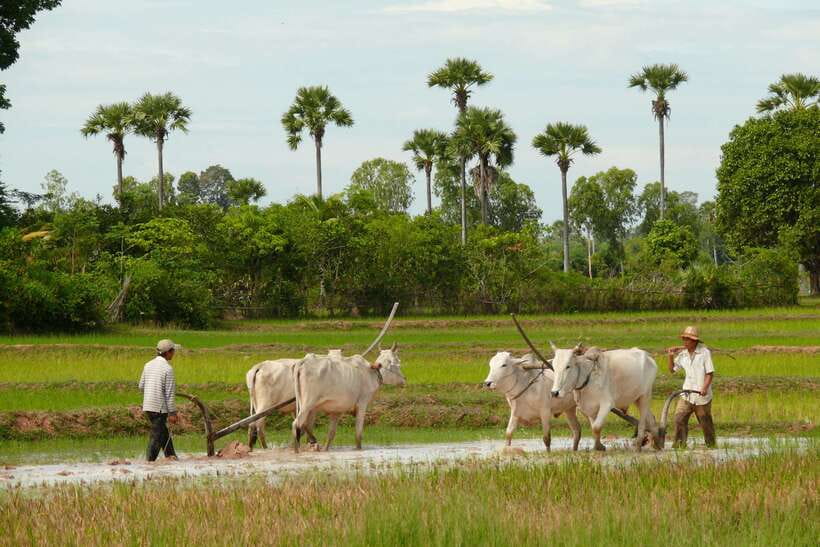 Back to Basics: Siem Reap Village Tour in Cambodia - Basket weaving, wells, and rice wine