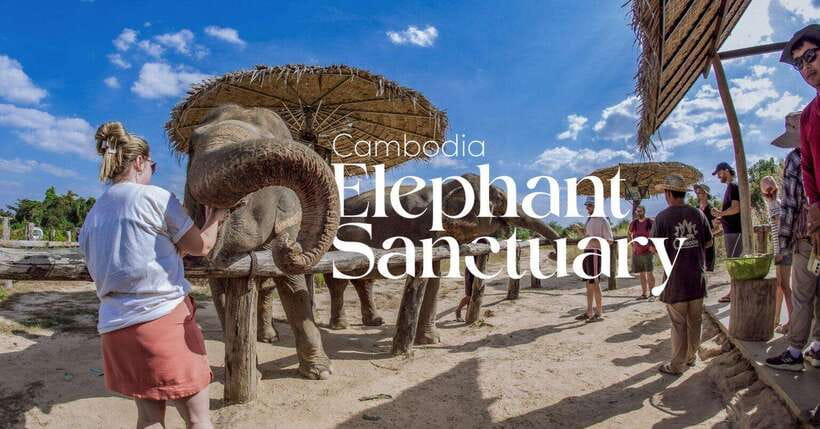 Cambodia Elephant Sanctuary and Banteay Srey Temple Tour - Why this day works so well from Siem Reap