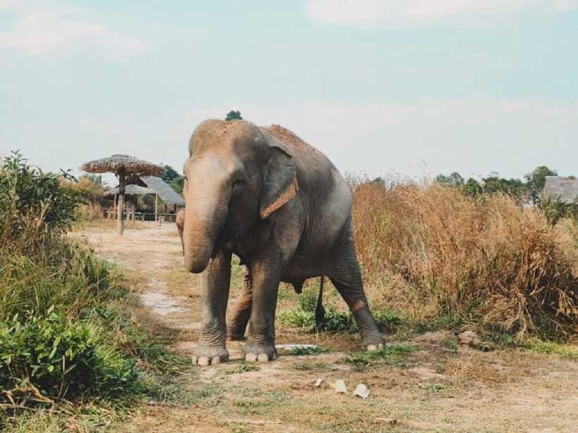 Cambodia Elephant Sanctuary Include Hotel Transfer Roundtrip - Should you book the Cambodia Elephant Sanctuary?
