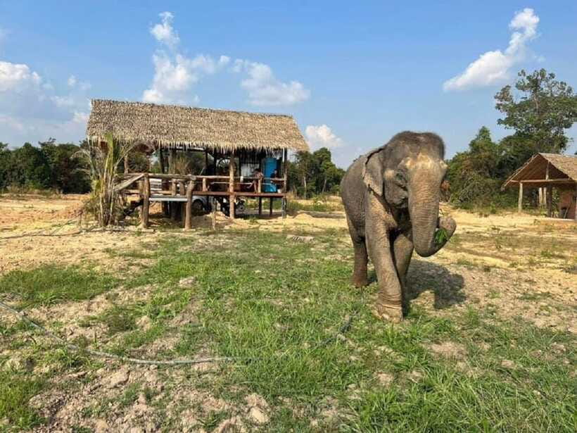 Cambodia Elephant Sanctuary Include Hotel Transfer Roundtrip - The muddy bath and river encounter