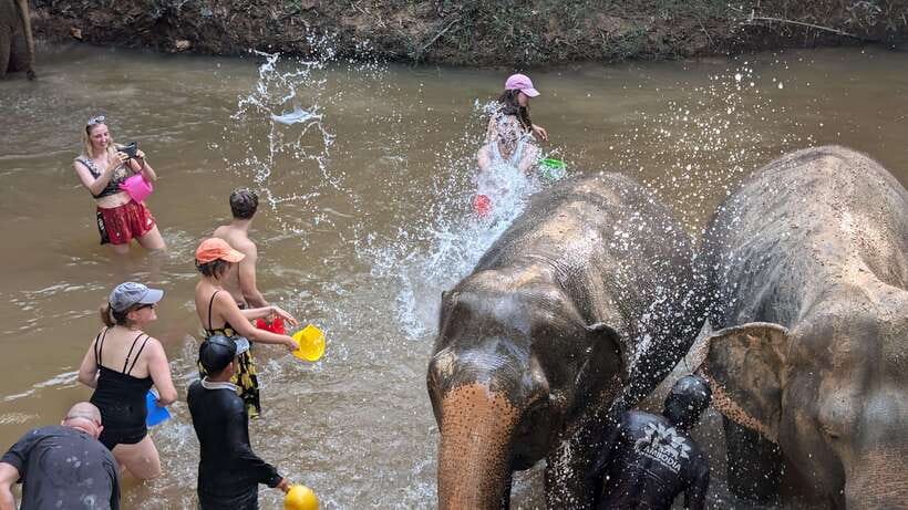 Cambodia Elephant Sanctuary Include Hotel Transfer Roundtrip - A three-hour visit with a short transfer window