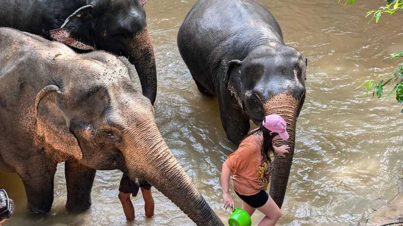 Cambodia Elephant Sanctuary Include Hotel Transfer Roundtrip - Who will enjoy this sanctuary visit most