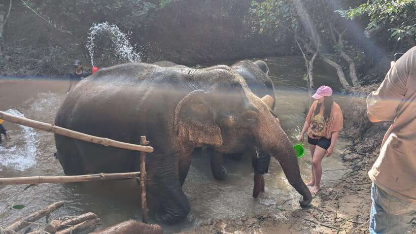 Cambodia Elephant Sanctuary Include Hotel Transfer Roundtrip - Practical details that affect your choice