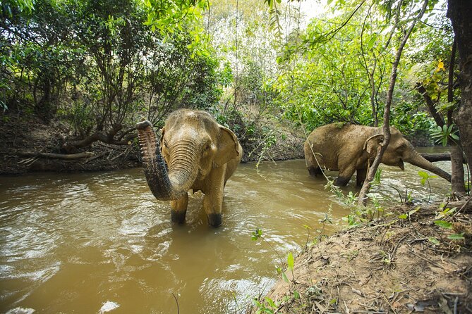 Cambodia Elephants Haft Day Experiences from Siem Reap - Watching elephants interact without visible restraints