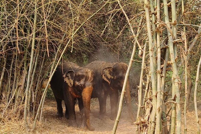 Cambodia Elephants Haft Day Experiences from Siem Reap - The 2.5-hour farm and countryside stop
