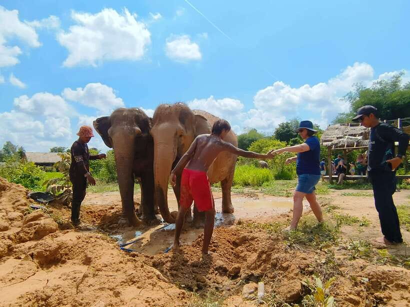 Elephant Sanctuary Cambodia, Pickup and drop off included - The mud bath is playful but practical