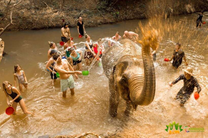 Elephant Sanctuary Cambodia, Pickup and drop off included - A small group and three very different personalities