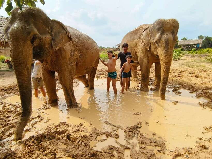 From Siem Reap: Elephant Sanctuary Experience with Transfers - Meeting the elephants and learning the rules