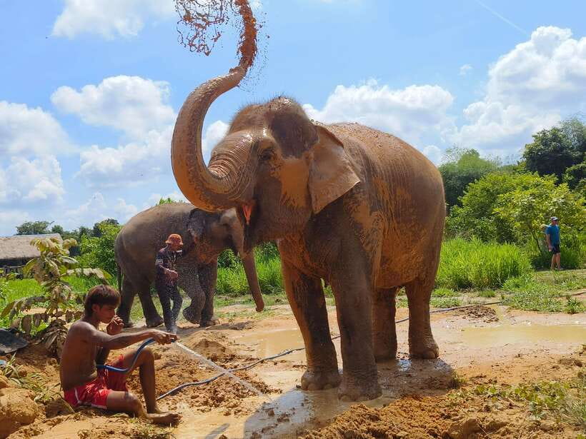 From Siem Reap: Elephant Sanctuary Experience with Transfers - Making rice balls and feeding by hand