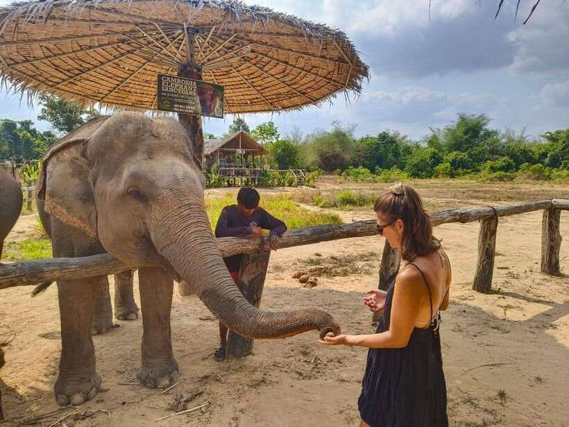 From Siem Reap: Elephant Sanctuary Experience with Transfers - Mud baths depend on elephant mood