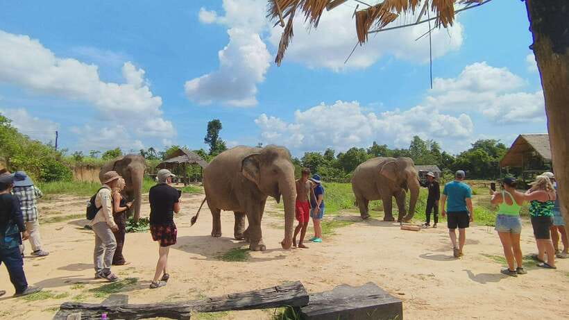 From Siem Reap: Elephant Sanctuary Experience with Transfers - A small-group format with personal attention
