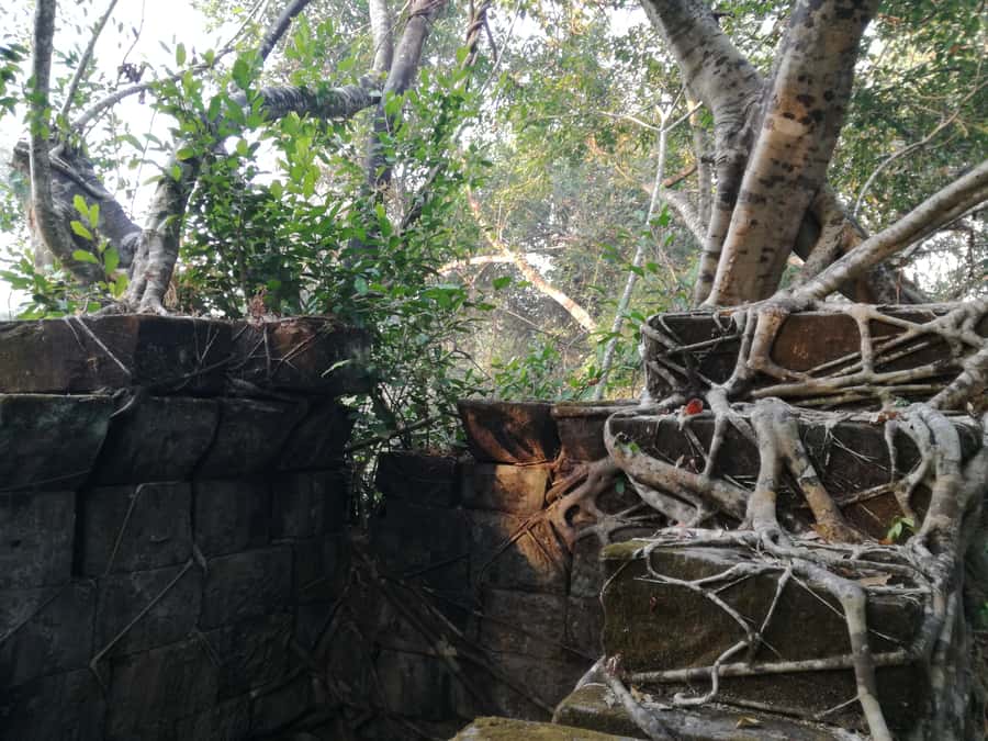 From Siem Reap: Half-Day Tour to Beng Mealea Temple - Is $130 per person a fair price?