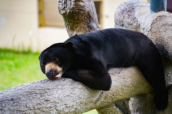 Full Day Pass Angkor Wildlife and Aquarium - Siem Reap - Starting with the Monsters of the Mekong