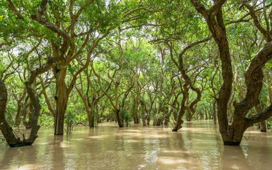 Kompong Pluk Tour - Key points to know before booking