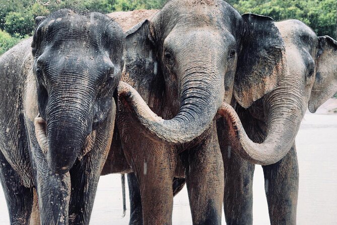 Kulen Elephant Forest and Tonle Sap Lake by Private Tour - Why this elephant and lake combination works