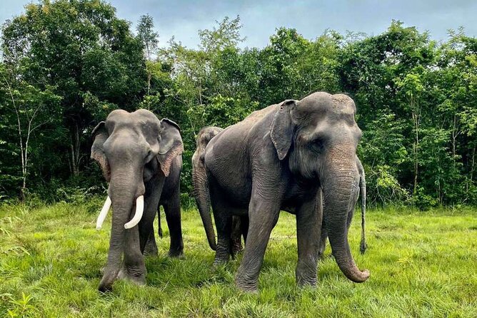 Kulen Elephant Forest and Tonle Sap Lake by Private Tour - Feeding elephants at Kulen Elephant Forest