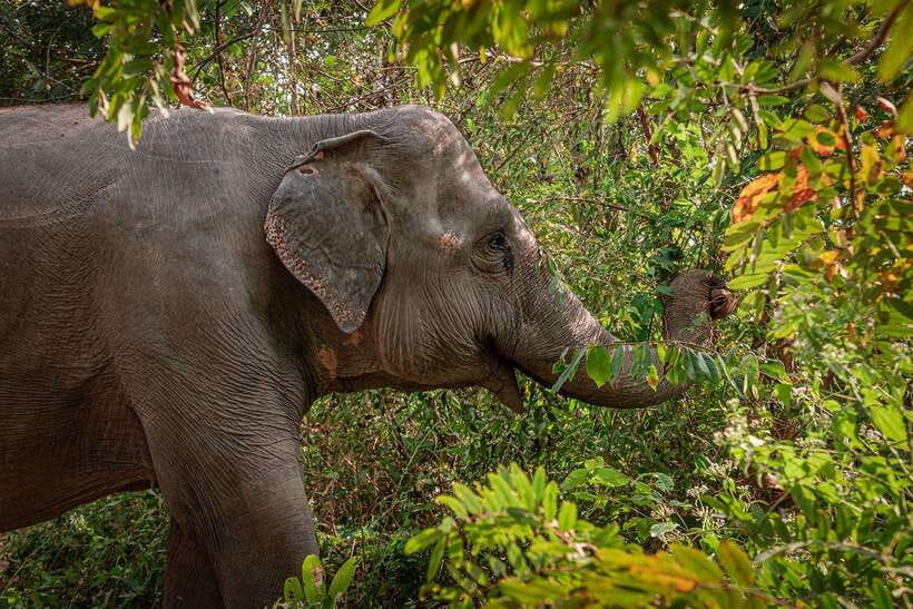 Kulen Elephant Forest Siem Reap in Small Group - The one-hour drive from Siem Reap