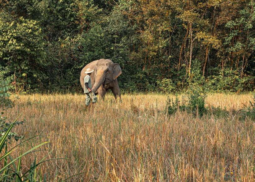 Kulen Elephant Forest Siem Reap in Small Group - Is $69 good value?