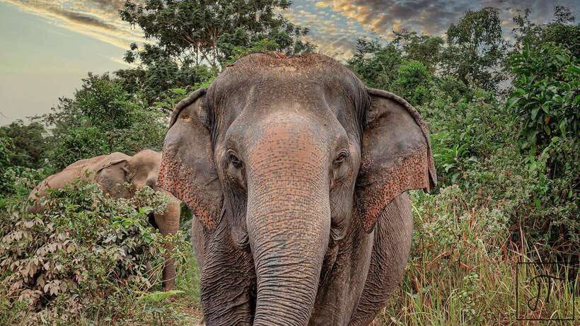 Kulen Elephant Forest Siem Reap in Small Group - Starting with an elephant-care briefing