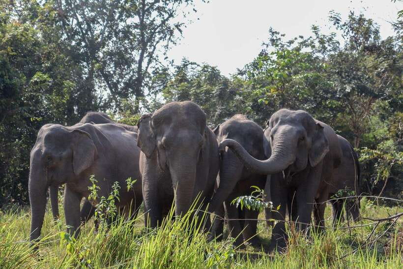 Kulen Elephant Forest & Tonlesap Lake - The ride from Siem Reap to the forest