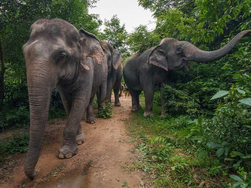 Kulen Elephant Forest Tour with Hotel Pick-up & Drop off - Is $139 a fair price?