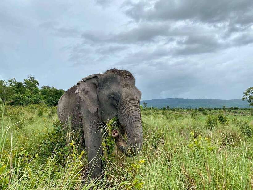 Kulen Elephant Forest Tour with Hotel Pick-up & Drop off - Who should book this elephant encounter?
