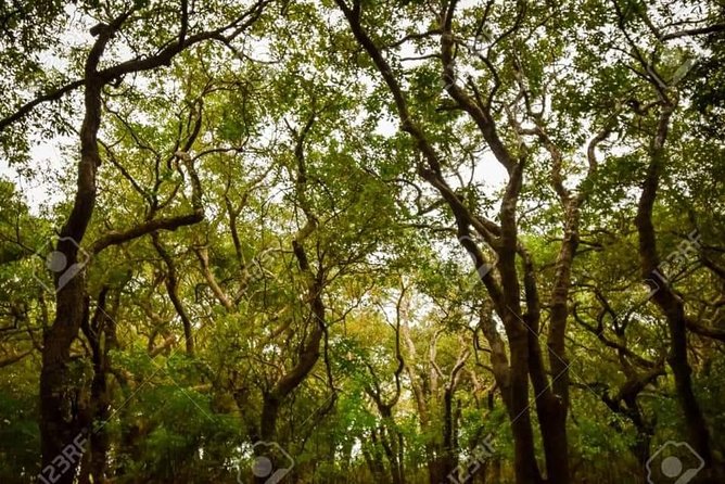 Mechrey Floating Village Tour & Mangrove from Siem Reap - The $45 price needs a careful look
