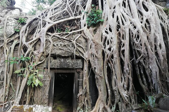 One Day Angkor World Heritage Tour - Ta Prohm, where stone meets jungle