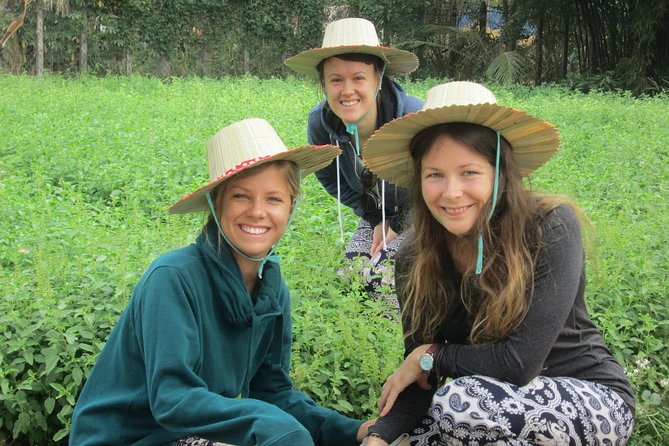 Ox-cart Culture Tour, Countryside Experince in Siem Reap - What the $45 price really covers