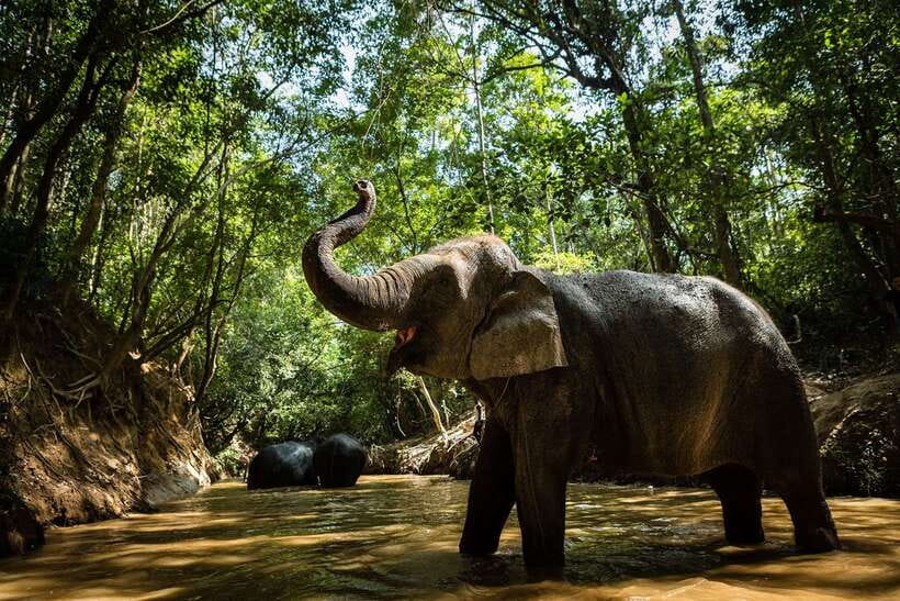 Phnom Kulen Park: Tour with Elephant Forest from Siem Reap - Key points at a glance
