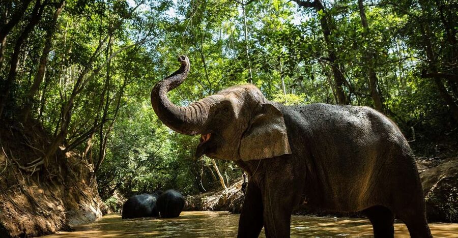 Phnom Kulen Park: Tour with Elephant Forest from Siem Reap - Who will enjoy this day most