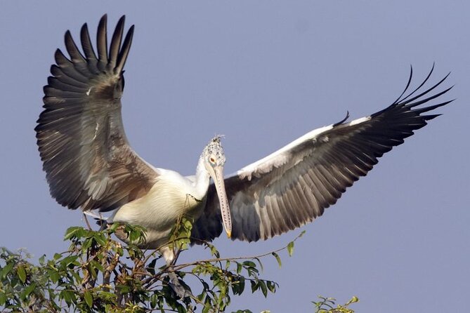 Prek Toal Birds Sanctuary and floating Village Private Day Tour - Why Prek Toal is worth a full day from Siem Reap