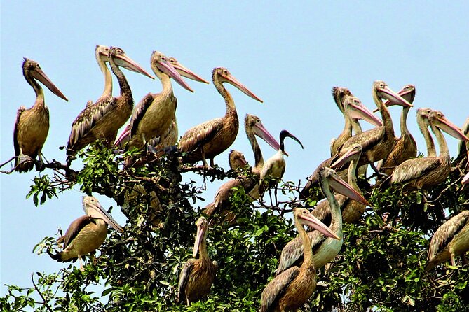 Prek Toal Birds Sanctuary and floating Village Private Day Tour - Hotel pickup and the road to Tonle Sap