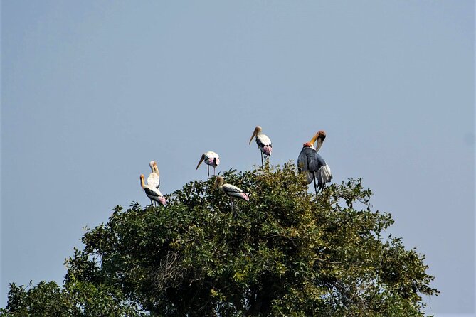 Prek Toal Birds Sanctuary and floating Village Private Day Tour - The Tonle Sap Biosphere Reserve beyond the bird list