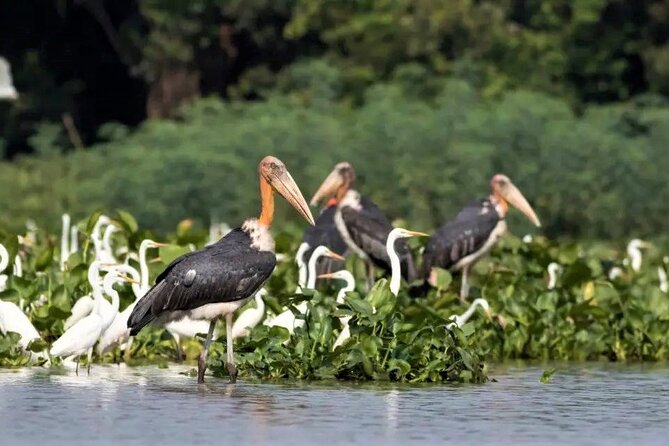 Prek Toal Birds Sanctuary and floating Village Private Day Tour - Is $170.05 per person good value?