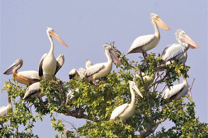 Prek Toal Birds Sanctuary and floating Village Private Day Tour - Who should book this Tonle Sap outing?