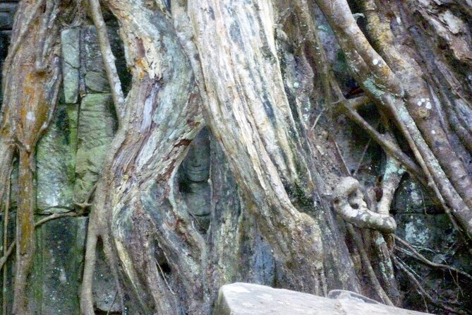 Private Angkor Wat Day Tour - Best of Angkor - Ta Prohm brings the jungle into the story