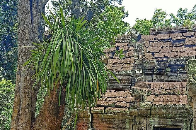 Private Angkor Wat Guided Sunset Tour - Ta Prohm and the jungle setting