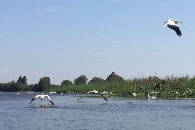 Private Tour Prek Toal Bird Sanctuary Off Beaten Track - Bird watching at Prek Toal Sanctuary